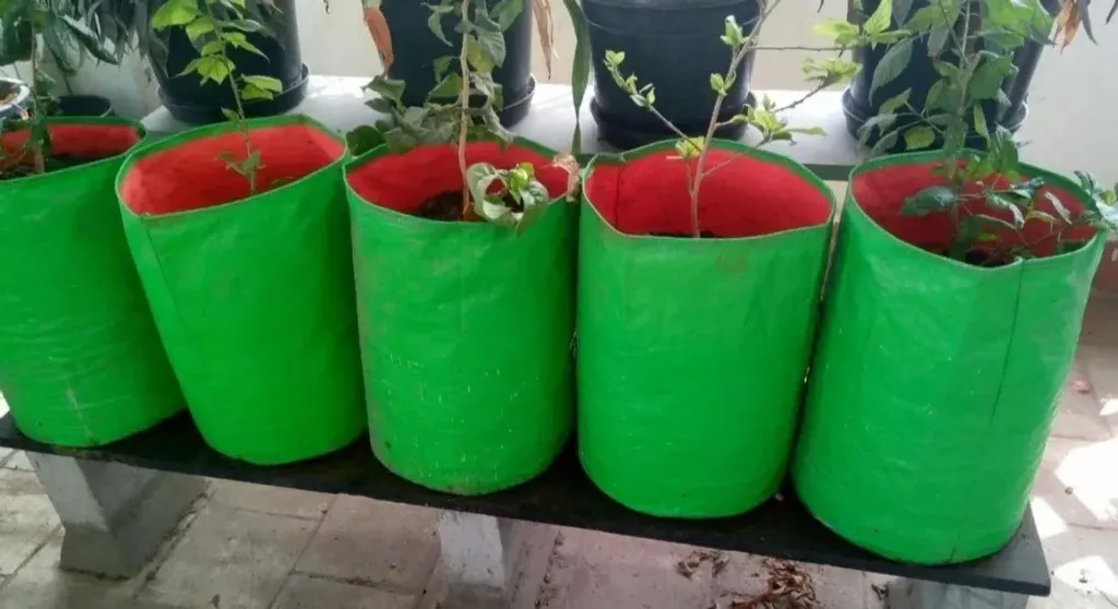 greesn grow bags Customer Reviews