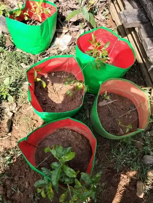 greesn grow bags Customer Reviews