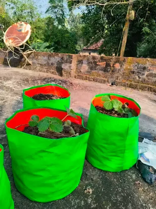 greesn grow bags Customer Reviews