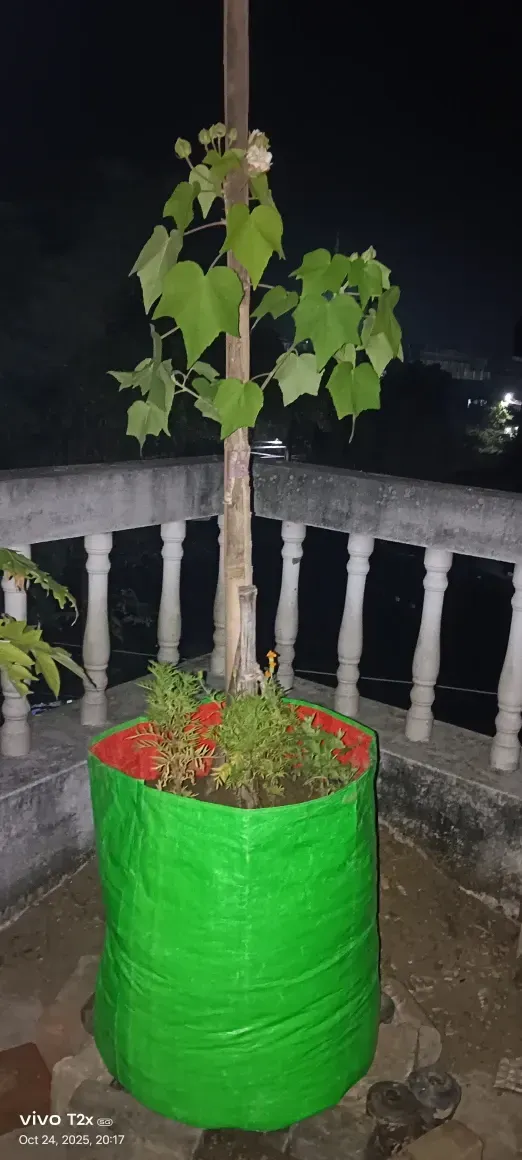 greesn grow bags Customer Reviews