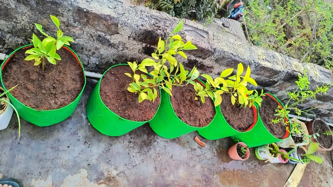 greesn grow bags Customer Reviews