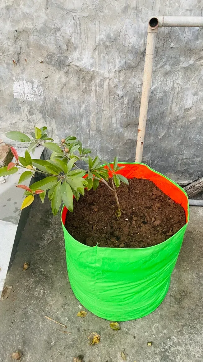 greesn grow bags Customer Reviews