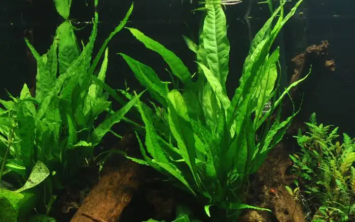 best-live-plants-for-small-aquarium-Buying-Guide-Key-Purchase-Considerations-For-Small-Aquariums grow bags